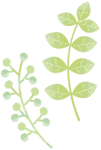 植物のイラスト